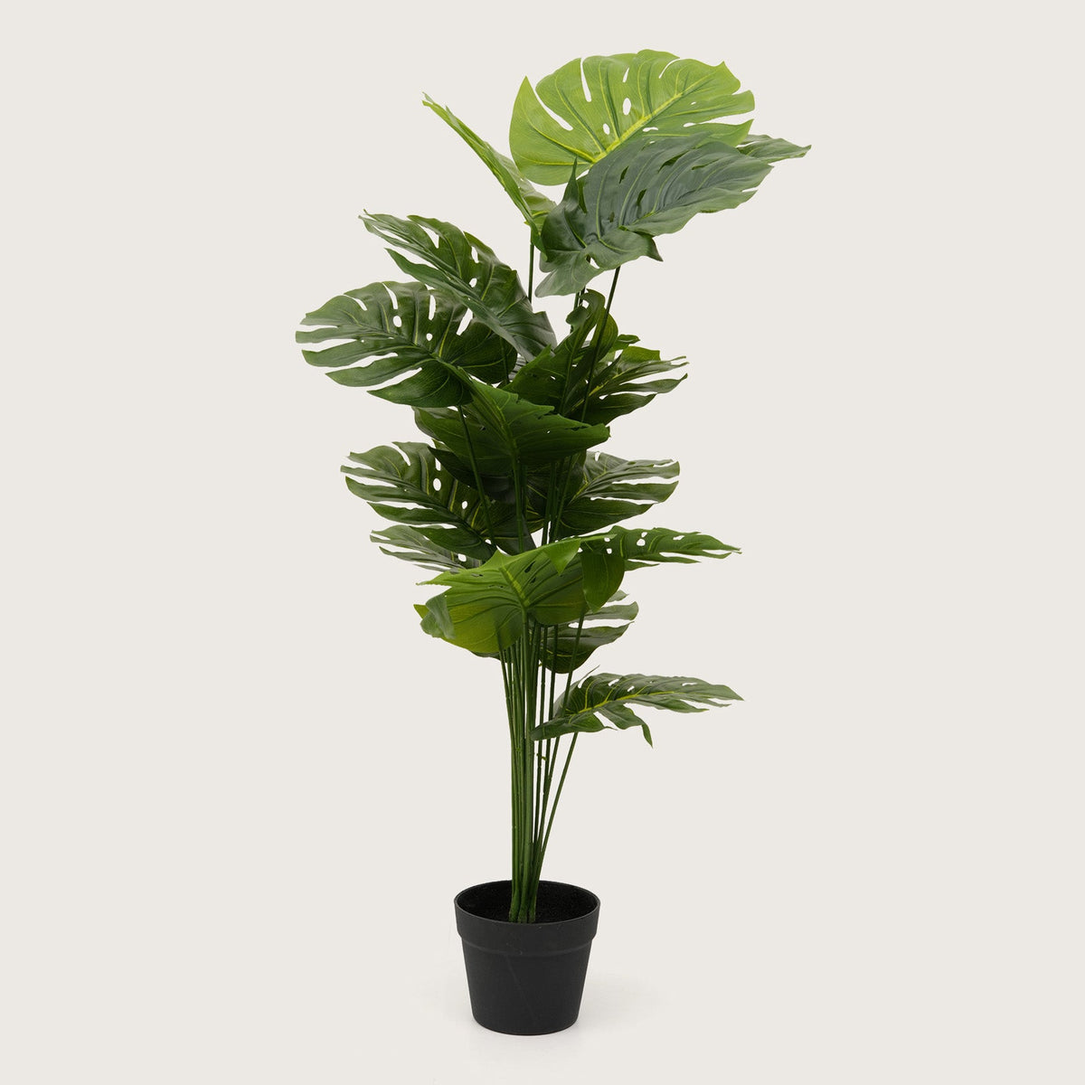 Architectural Floor Plant  with Sturdy Base