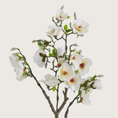 White Magnolia Tree with Blooms