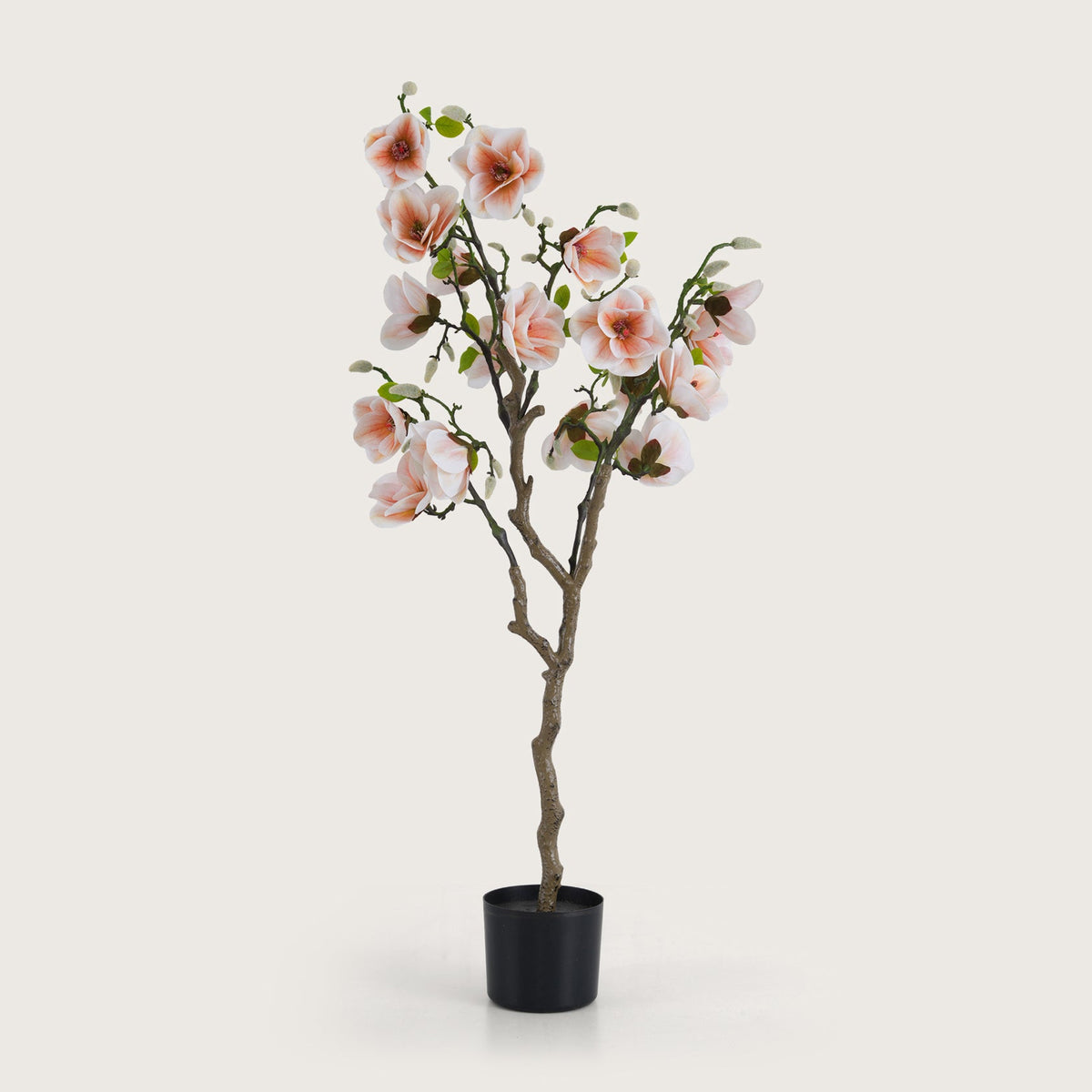 Blush Pink Magnolia Tree