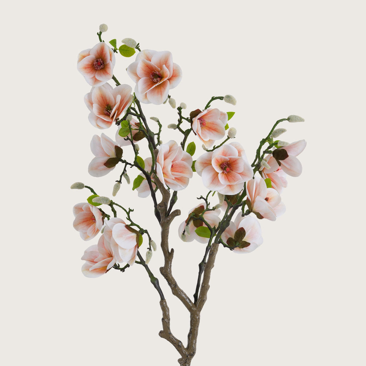 Blush Pink Magnolia Tree