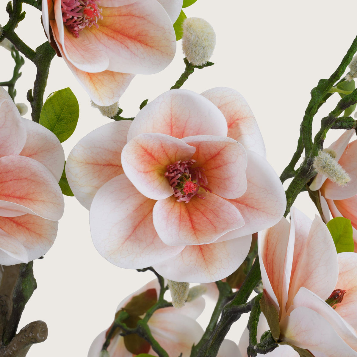 Blush Pink Magnolia Tree