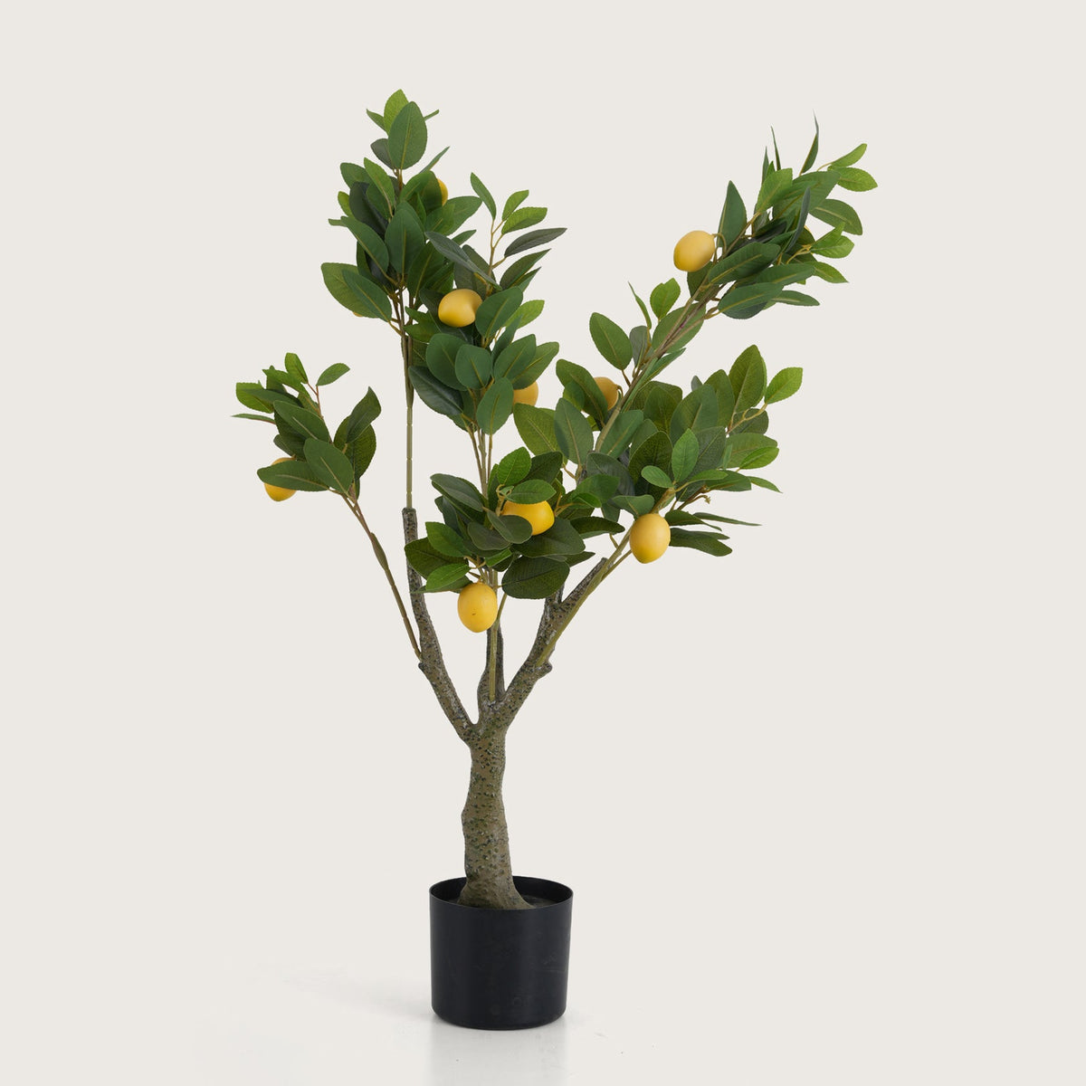 Lush Green Lemon Tree